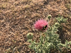Cirsium ochrocentrum martinii