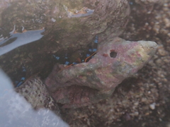 Calcinus elegans