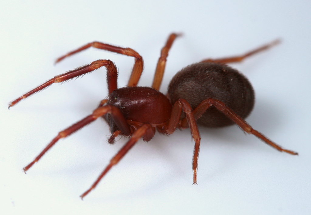 Wide-claw Spiders