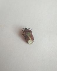 Dolycoris baccarum