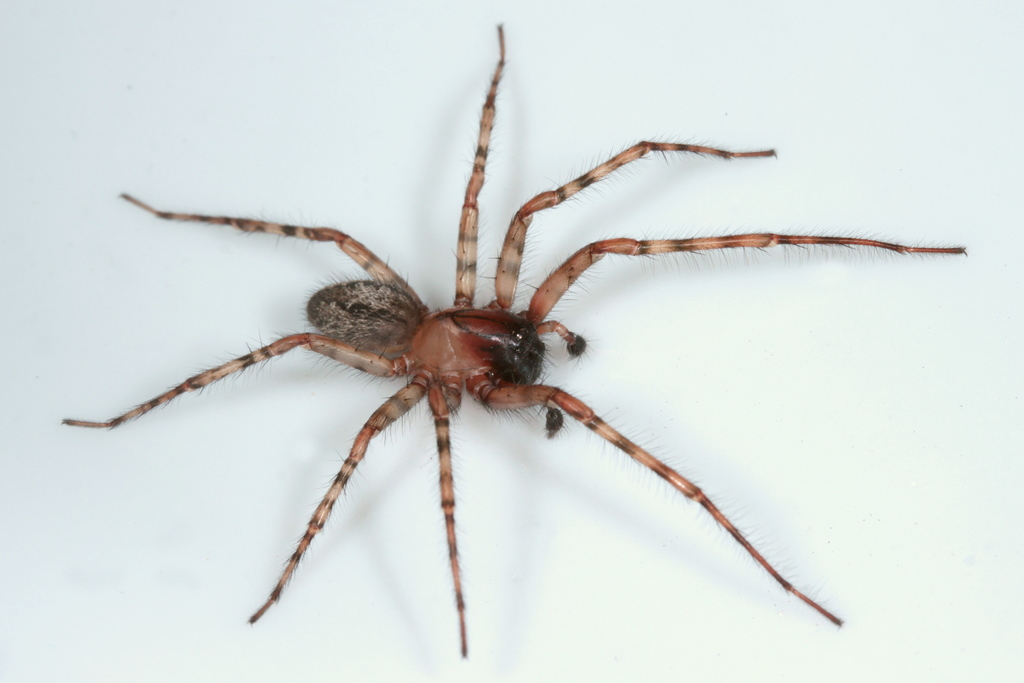 Neoramia setosa