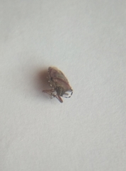 Dolycoris baccarum