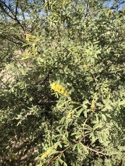 Prosopis pubescens