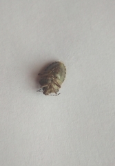 Dolycoris baccarum