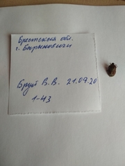 Dolycoris baccarum
