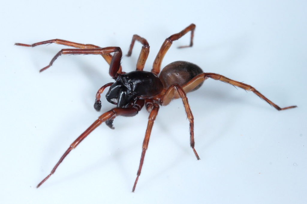 Mamoea pilosa