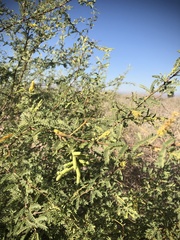 Prosopis pubescens