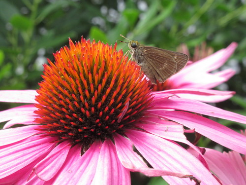 Dun Skipper photo 3