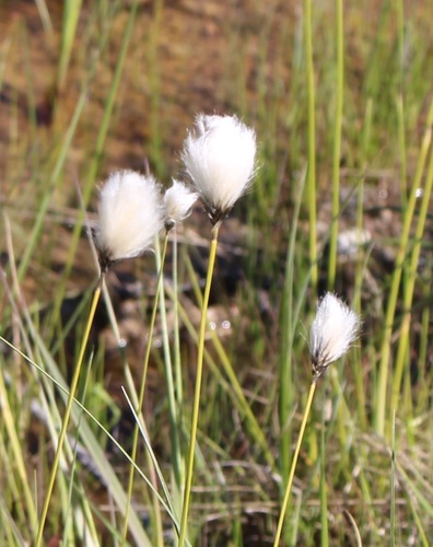 Closed-sheathed Cottongrass