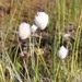 Short-anther Cotton-Grass - Photo (c) GNWT-ENR SC, some rights reserved (CC BY), uploaded by GNWT-ENR SC