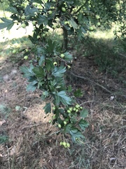 Crataegus