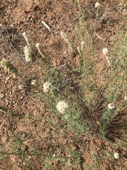 Dalea candida oligophylla