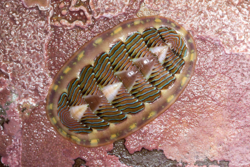 Lined Chiton