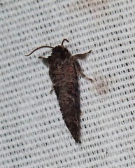 Acrolophus texanella