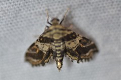 Contiger vittatalis