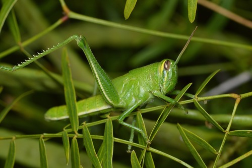 American Bird Grasshopper