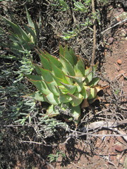 Aloe glauca
