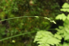 Carex brunnescens