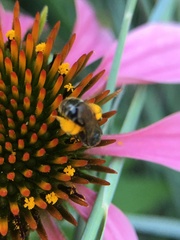 Hemihalictus