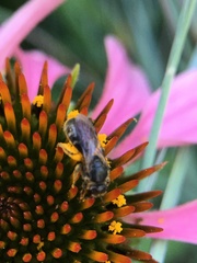 Hemihalictus
