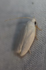 Antaeotricha albulella