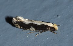 Monopis dorsistrigella