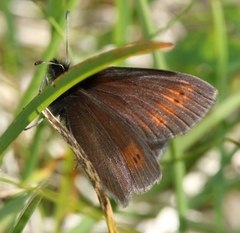 Erebia epiphron