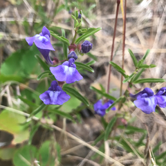 Scutellaria angustifolia