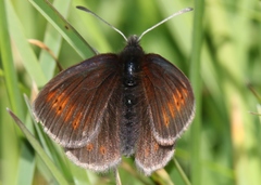 Erebia epiphron