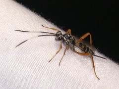 Cryptanura septentrionalis