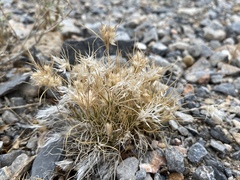 Scleropogoninae