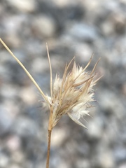 Scleropogoninae