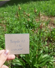 Plantago lanceolata