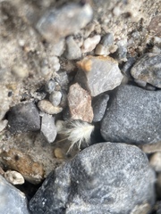 Scleropogoninae