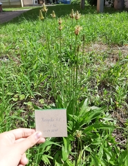 Plantago lanceolata
