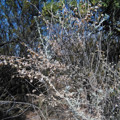 Artemisia mendozana
