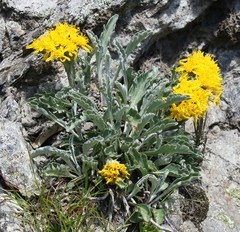 Jacobaea carniolica