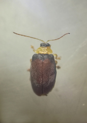 Demarchus pubipennis