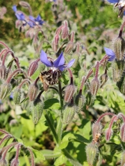Apis mellifera