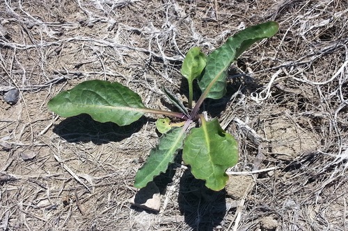 broadleaved pepperweed