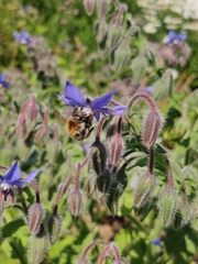 Apis mellifera