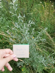 Artemisia absinthium