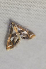 Chrysendeton imitabilis