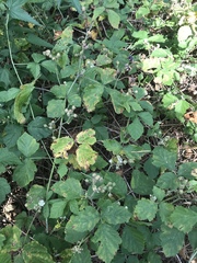 Rubus caesius