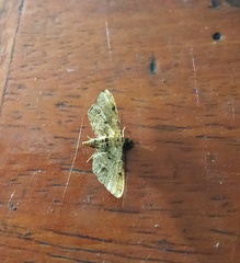 Sufetula