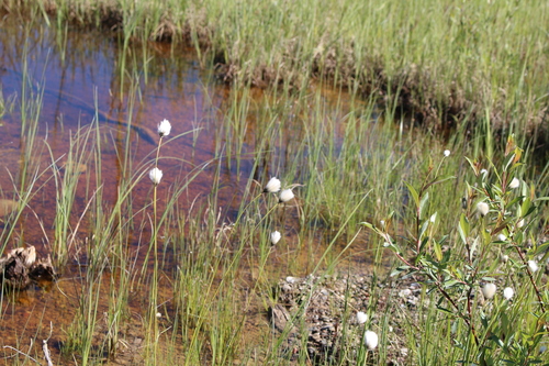 Image of Short-Anther Cottongrass (Eriophorum brachyantherum) by (c) Suzanne Carriere, some rights reserved (CC BY)