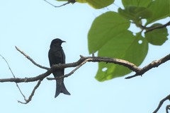 Surniculus dicruroides