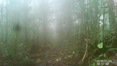 Dasyprocta fuliginosa