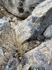 Tridens muticus muticus