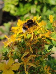 Bombus